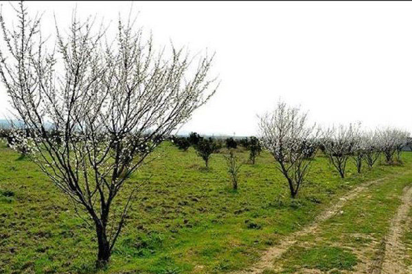 کاشت ۶۰۰۰ اصله انواع نهال در «بیشه دالان» بروجرد